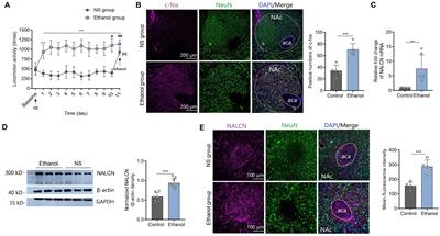 Sodium Leak Channel in the Nucleus Accumbens Modulates Ethanol-Induced Acute Stimulant Responses and Locomotor Sensitization in Mice: A Brief Research Report